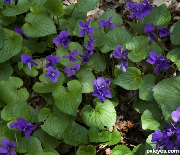 Violets